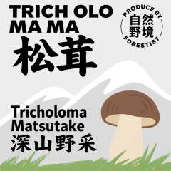 甘孜/“此山有好菌”深山野采松茸